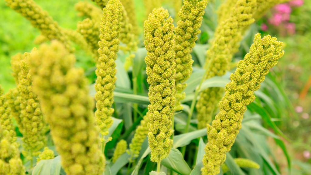 Foxtail Millets: Nutrition-Packed, Health-Boosting, & 6 Irresistible Recipes to Try!