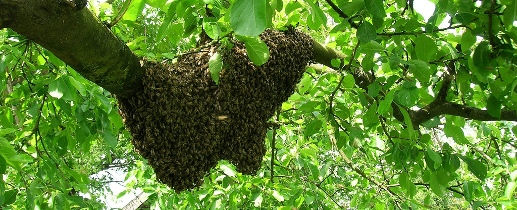 Sustainably Sweet: The Wild Honey Advantage for Body, Mind, and Nature